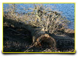 Forstbetrieb-Rademacher